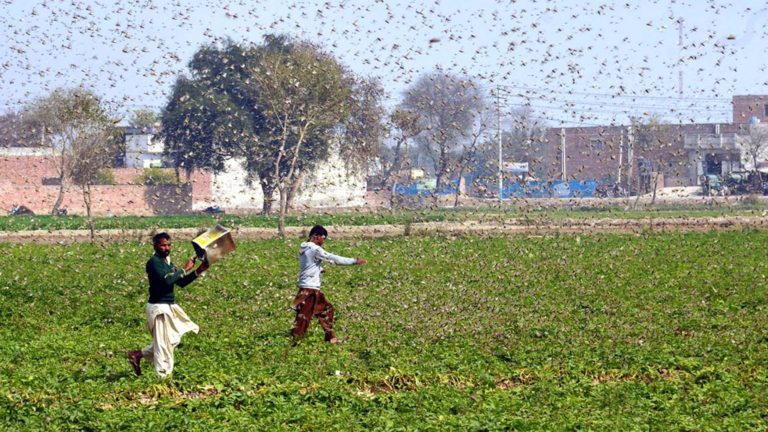 India’s worst locust attack in 26 years: What’s happening all around?