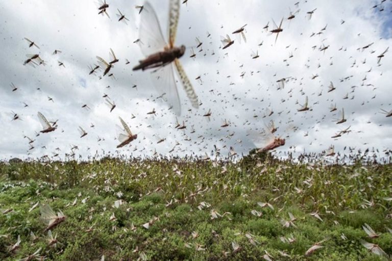 Indian government warms 6 states as more locust swarms can attack, high alert