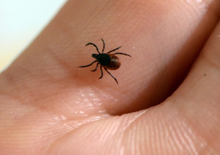 Tick-Borne- 7 died and 60 infected in China due to new infectious disease